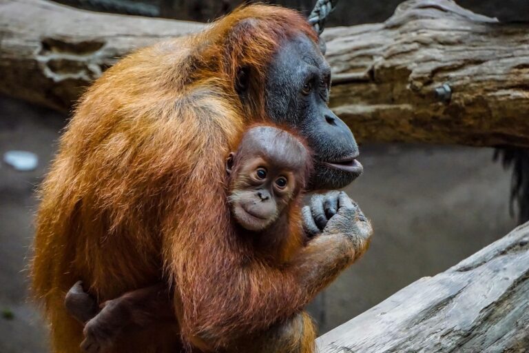 orang-utan-3534153_1280
