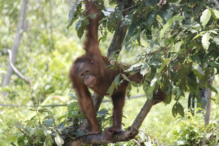 orangutan-3605517_1280