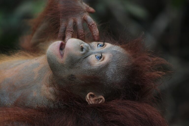 wildlife-3085394_1280